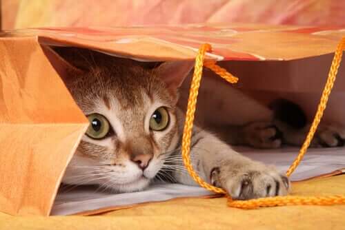 En katt som gjemmer seg i en papirpose