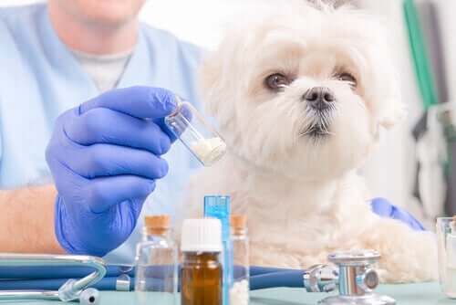 En veterinær som forbereder medisin til en liten hund
