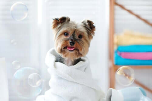 Hvordan vaske kjæledyrene dine med våtservietter