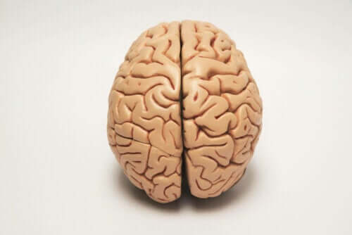 Hjernens halvdeler er ansvarlig for lateraliseringen