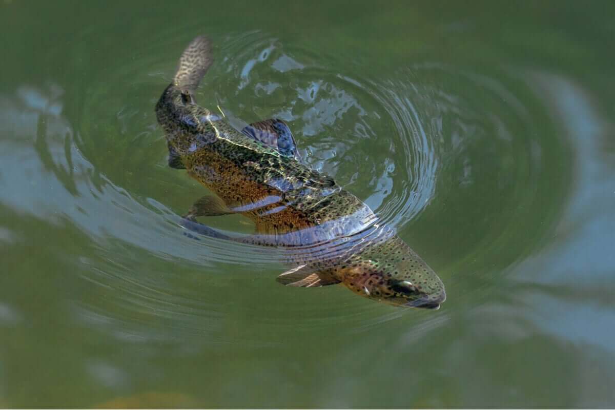 En regnbueørret som svømmer under vann