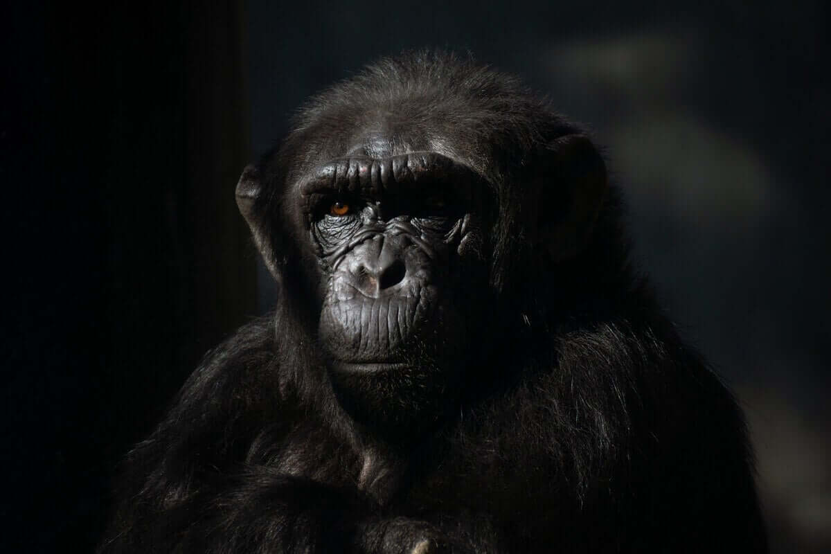 Ansiktet til en sjimpanse med svart bakgrunn.