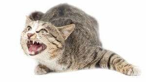 Er det sant at katter kan lide av angst?