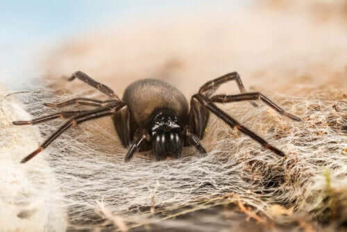 En svart edderkopp