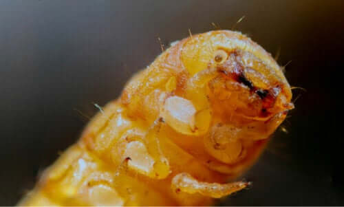 Finnes det larver som spiser plast?