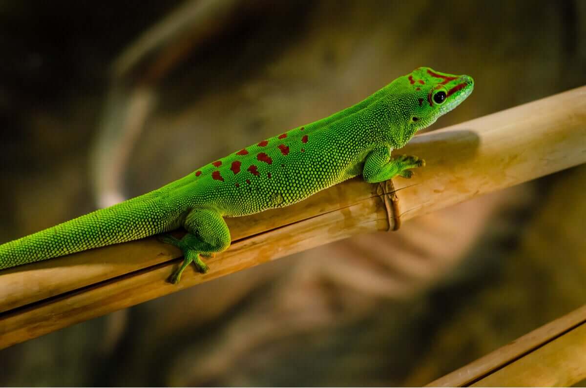 En grønn daggekko med røde flekker på ryggen og hodet