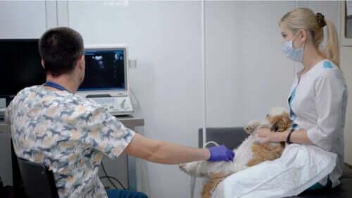 En hund hos veterinæren som får ultralyd.