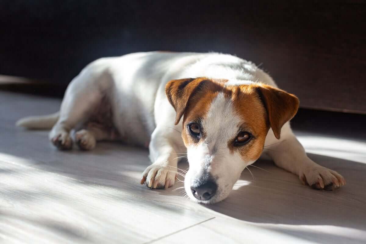 En hund som slapper av i solen