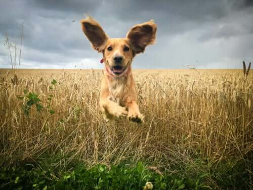 En hund som hopper og løper i en åker