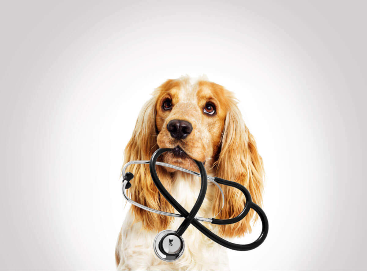 En hund med stetoskop i munnen