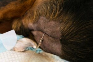 Fire årsaker til effusjon i bukhulen hos kjæledyr