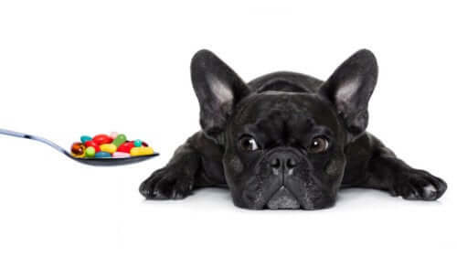 De essensielle vitaminene hunden din trenger