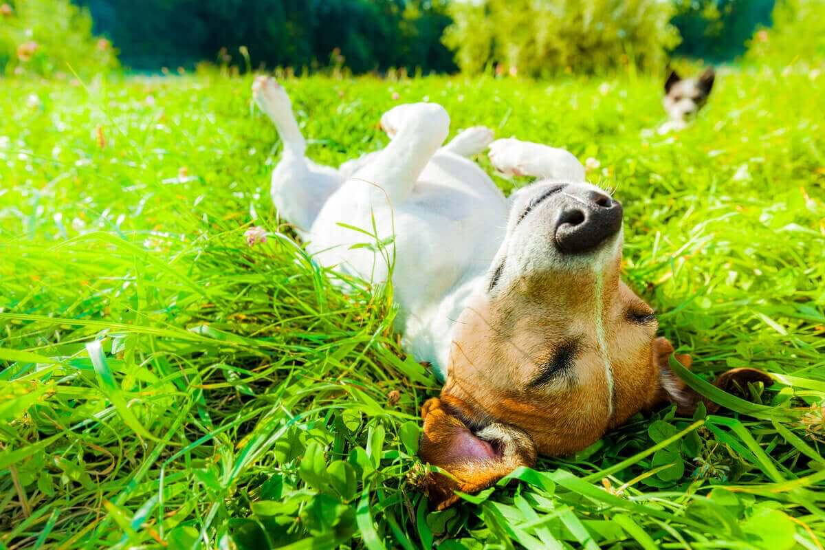 En hund som ligger i solen