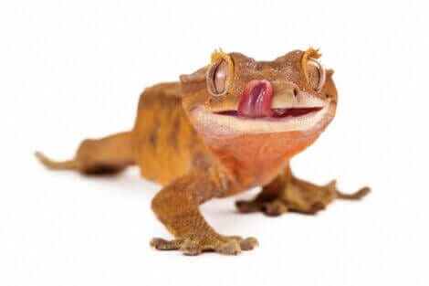 En kranset gekko som slikker seg på leppene