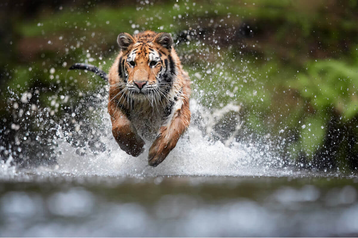 En tiger som hopper