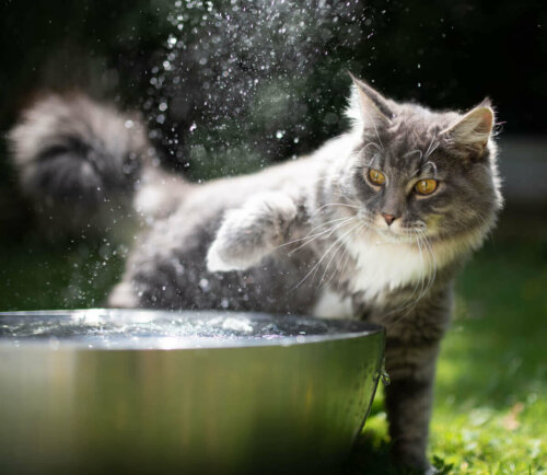 En katt og en bolle med vann