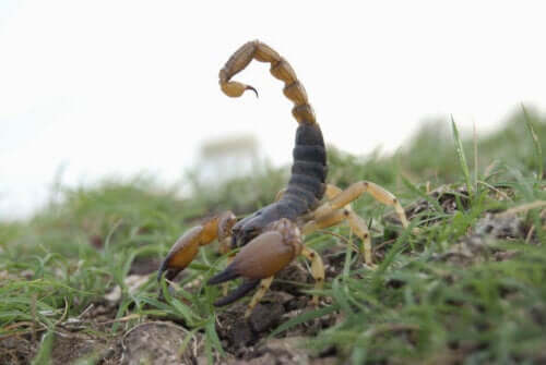 Hottentotta tamulus i sitt naturlige habitat - typer skorpioner