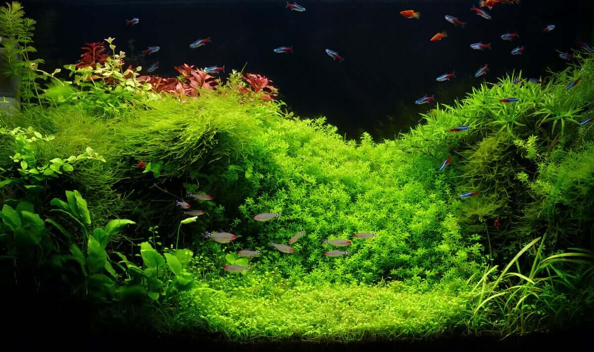 Et beplantet akvarium
