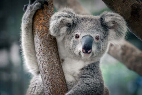 En koala i et tre