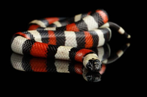 En svart, hvit og rød ikke-giftig slange
