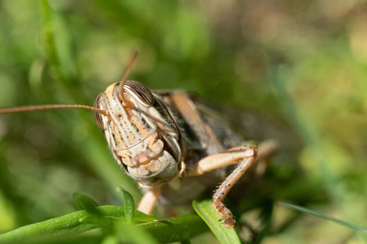 Et nærbilde av en brun gresshoppe som ligger på en liten grønn plante