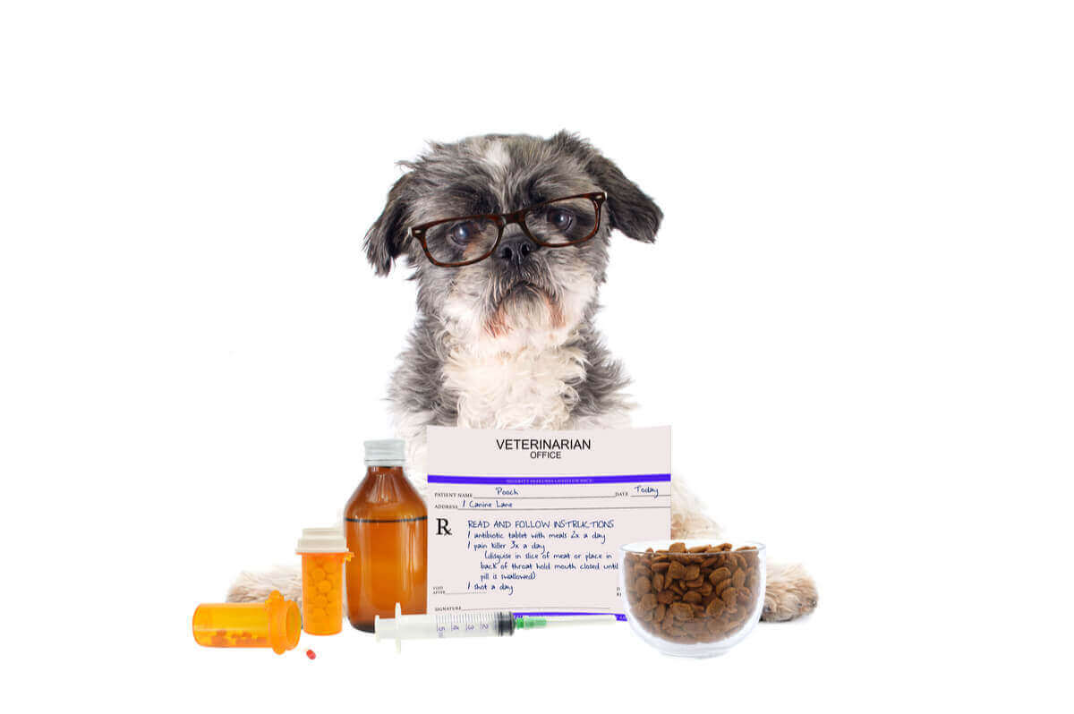 En hund som tar medisiner