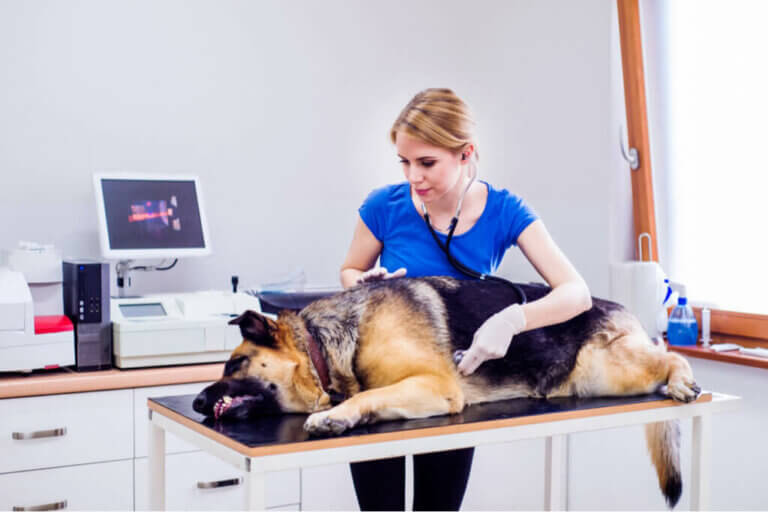 Irritabel tarmsyndrom hos hunder: årsaker og symptomer