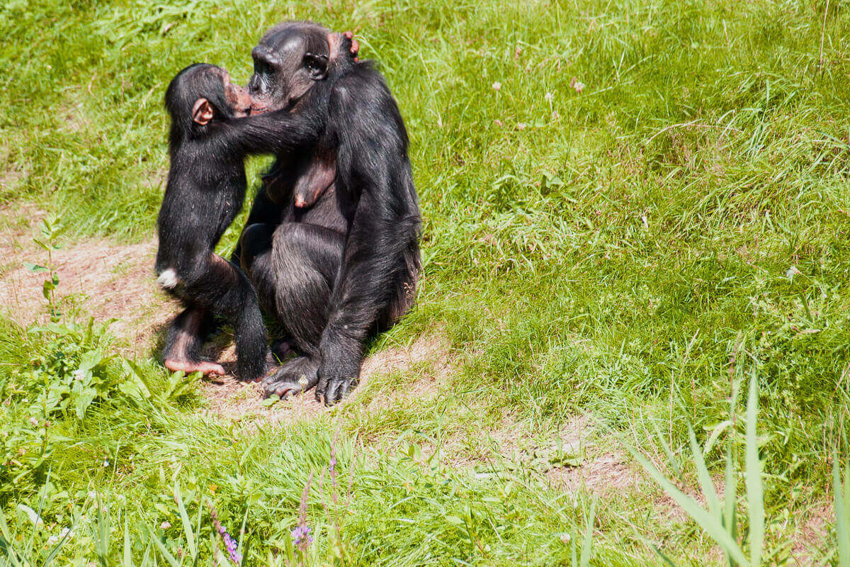 Et kyss mellom en sjimpanse og dens unge