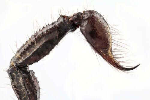 En skorpionbrodd