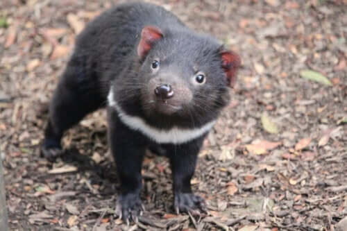 Den tasmanske djevelen vender tilbake til fastlands-Australia