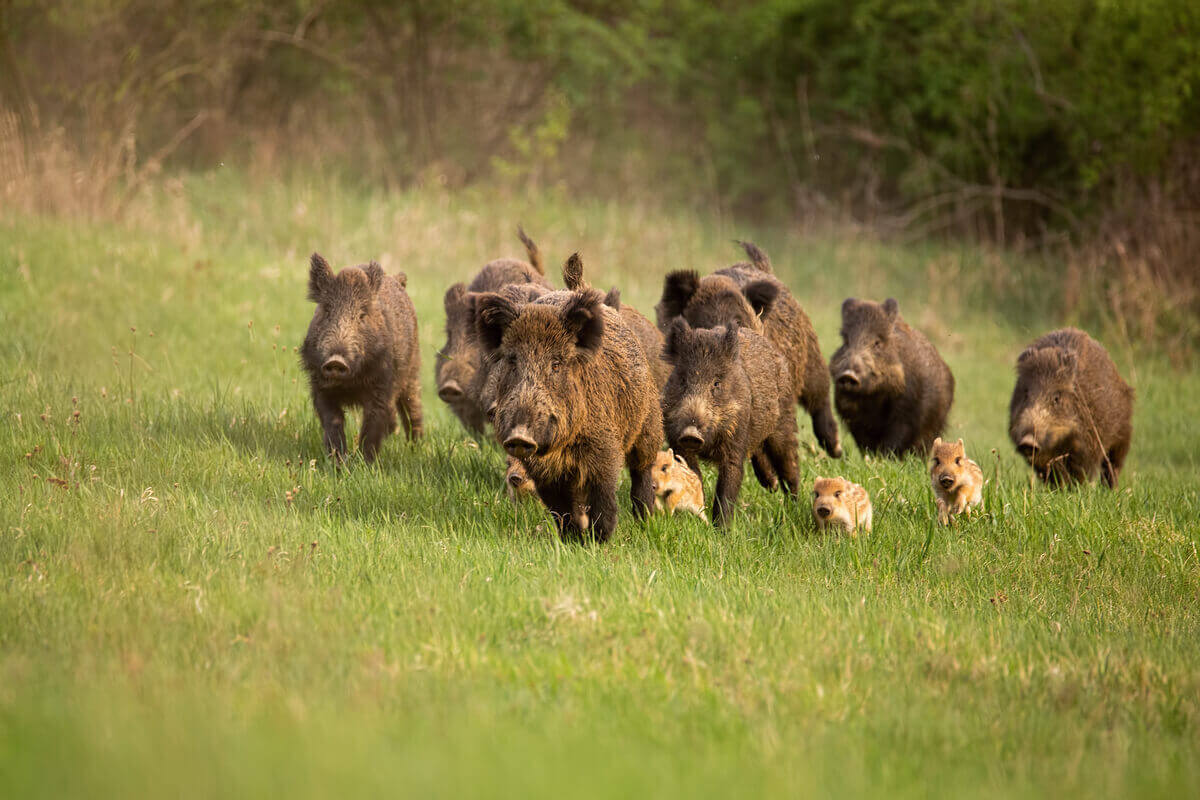 En gruppe voksne og babyvillsvin som løper på en gresslette