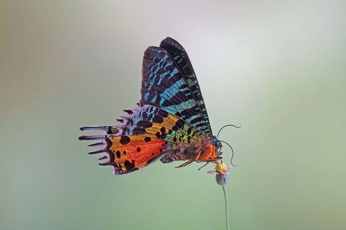 En regnbuefarget sommerfugl med svarte flekker
