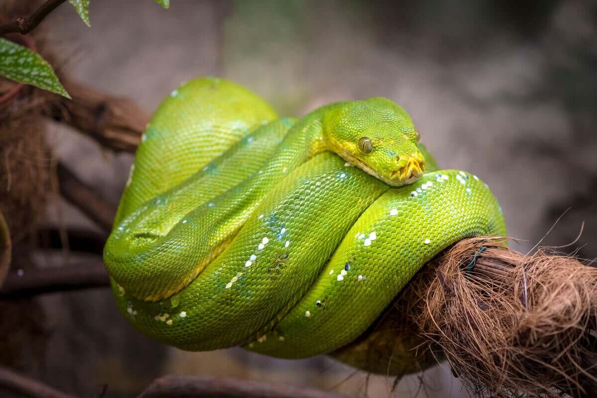 En grønn slange pakket rundt en gren