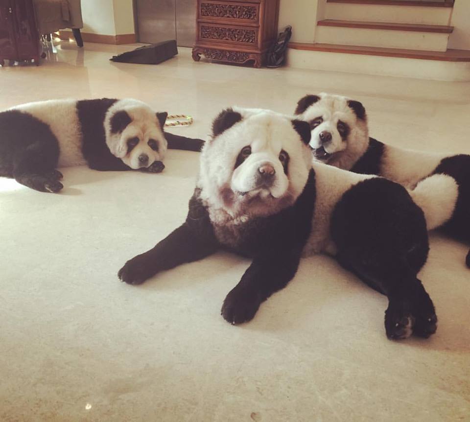 Tre chow chow panda hunder ligger på gulvet