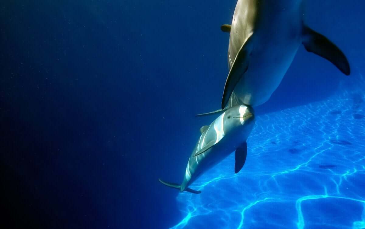Et delfinbarn som svømmer bak moren