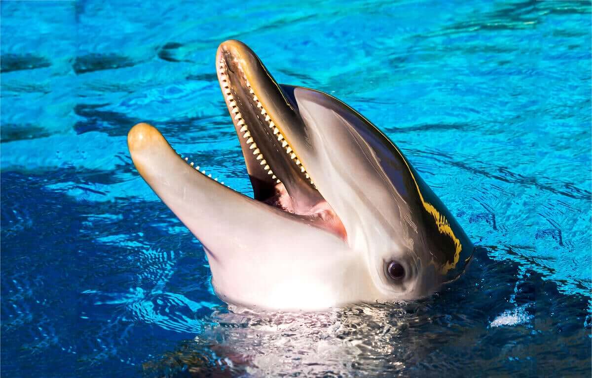 En delfin med hodet opp av vannet, smilende
