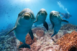 Er det sant at delfiner føler empati?