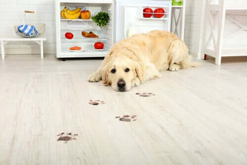 En hund som ligger på gulvet ved fotsporene sine