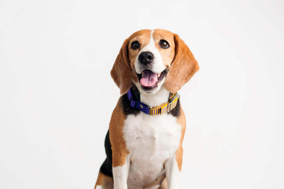 En lykkelig beagle