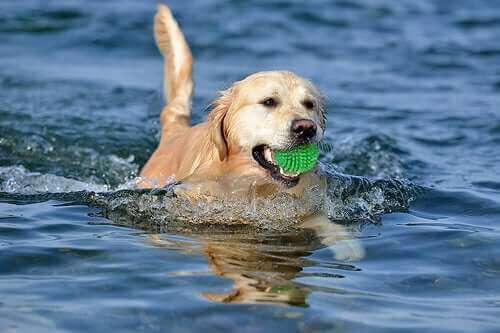 En hund som svømmer med en myk ball