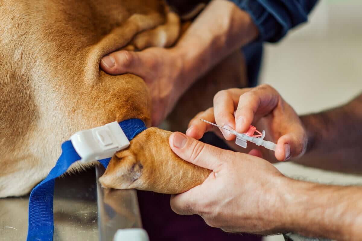 En veterinær som plasserer en IV i hundens ben