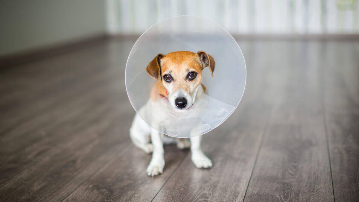 En hund iført en sårskjerm