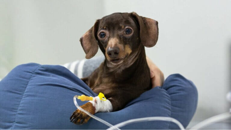 Intravenøs behandling av kjæledyr og mulige komplikasjoner