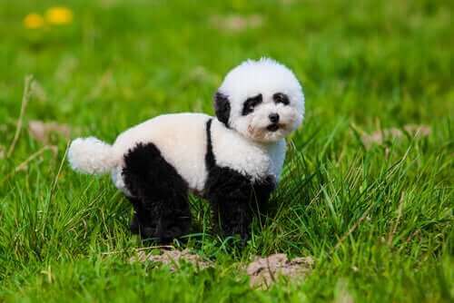Pandahunder: Alt du noen gang har ønsket å vite