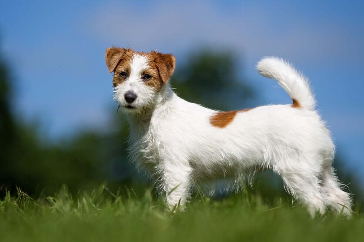 Et bilde av en nydelig Jack Russell terrierhund