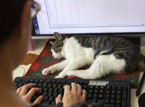 Katter på arbeidsplassen: I Japan blir katter satt i arbeid