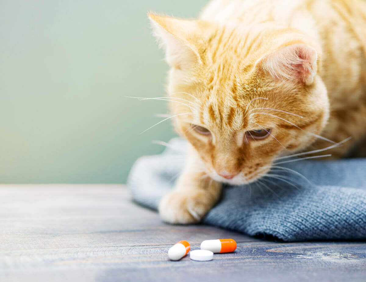 En katt som ser nøye på tre piller