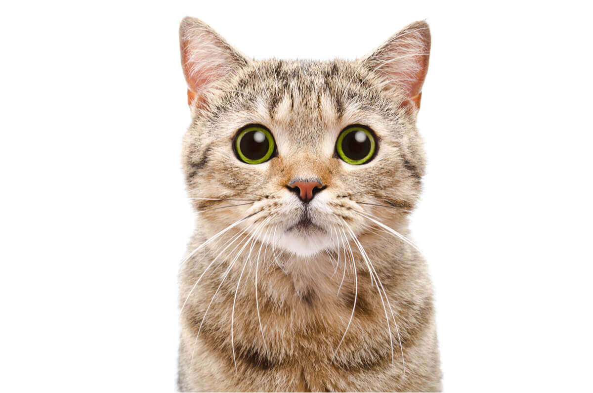 Et nærbilde av en katt som stirrer på kameraet