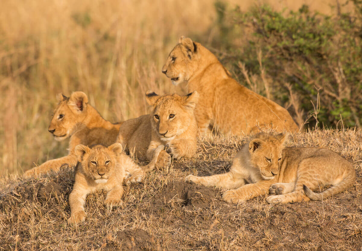 En flokk av løver med unger