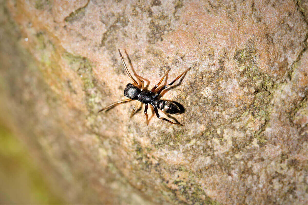 En edderkopp på en stein